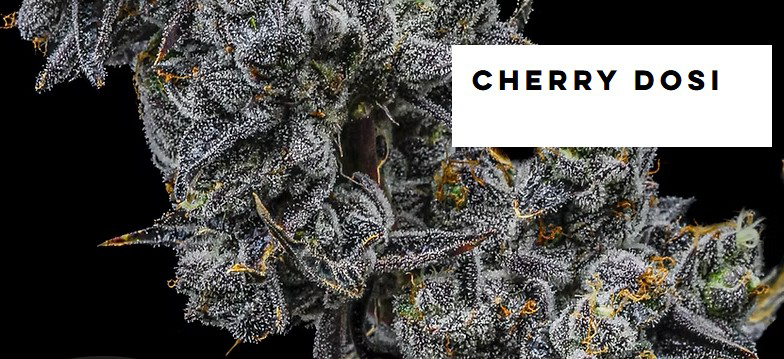 Photograph of product: Clone - Kaprikorn - I - Cherry Dosi - GREEN LEAF SPECIAL