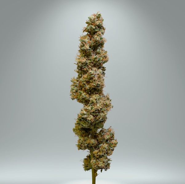Photograph of product: Fatso - 3.5g