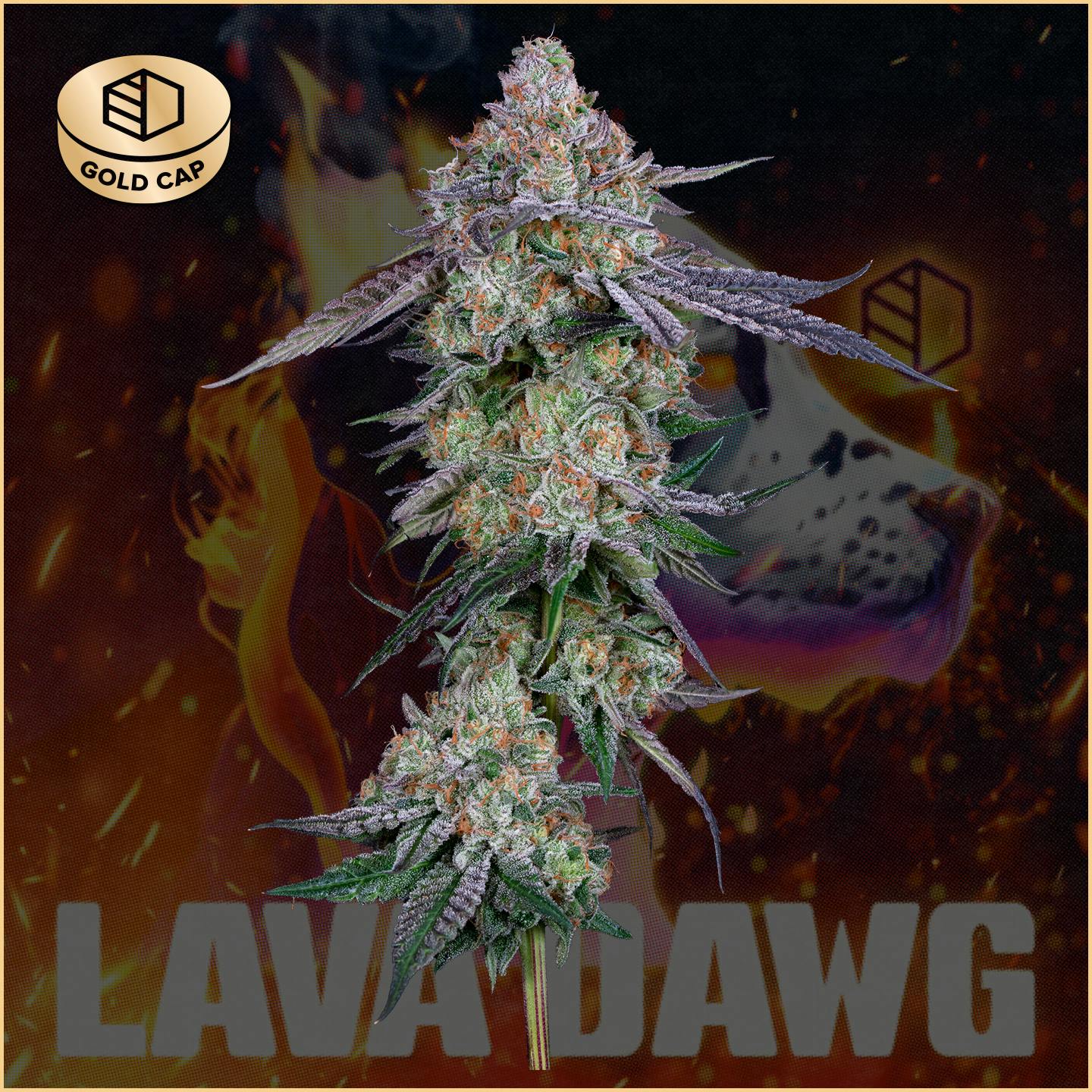 Photograph of product: Lava Dawg