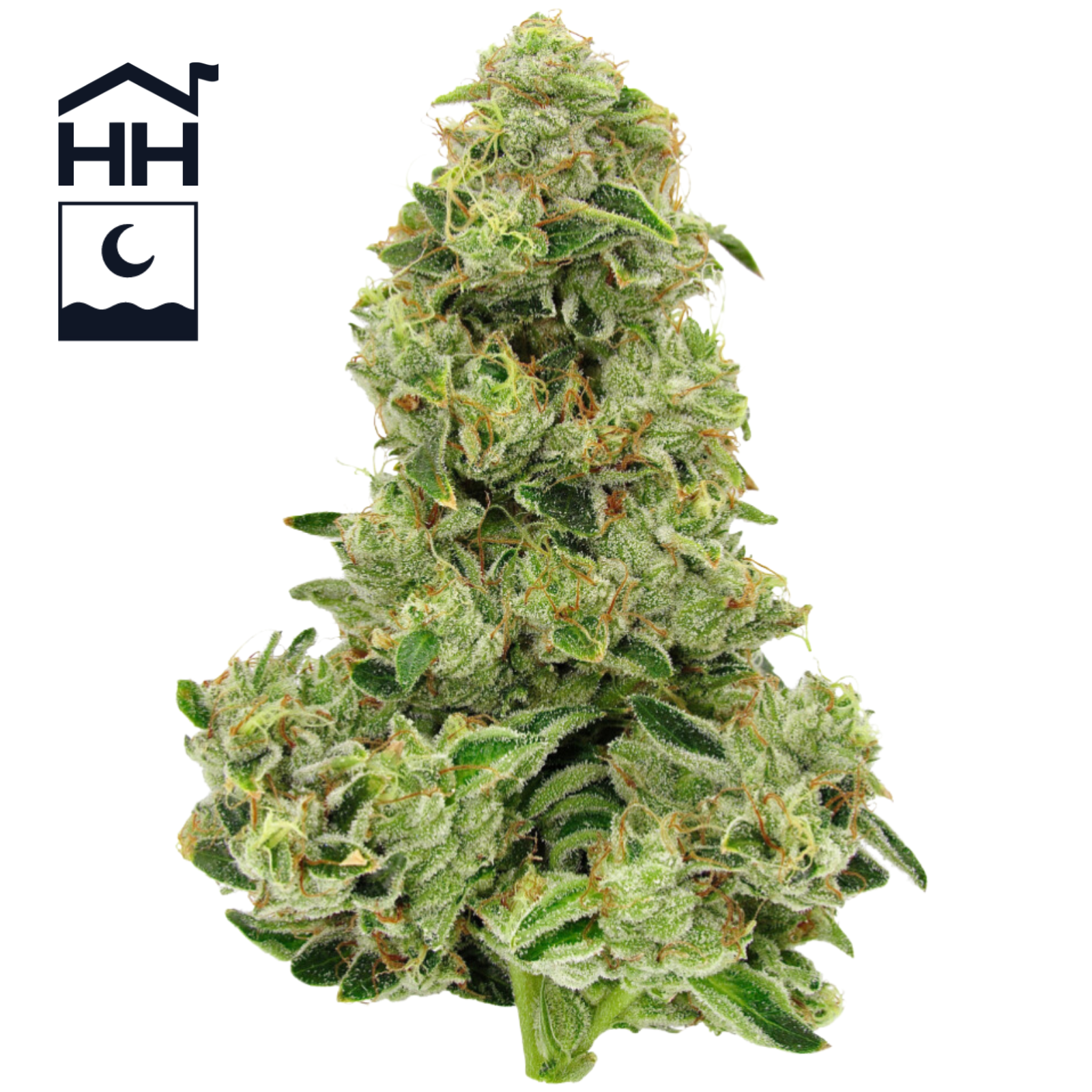 Photograph of product: 3.5g | Motorbreath | Harbor House