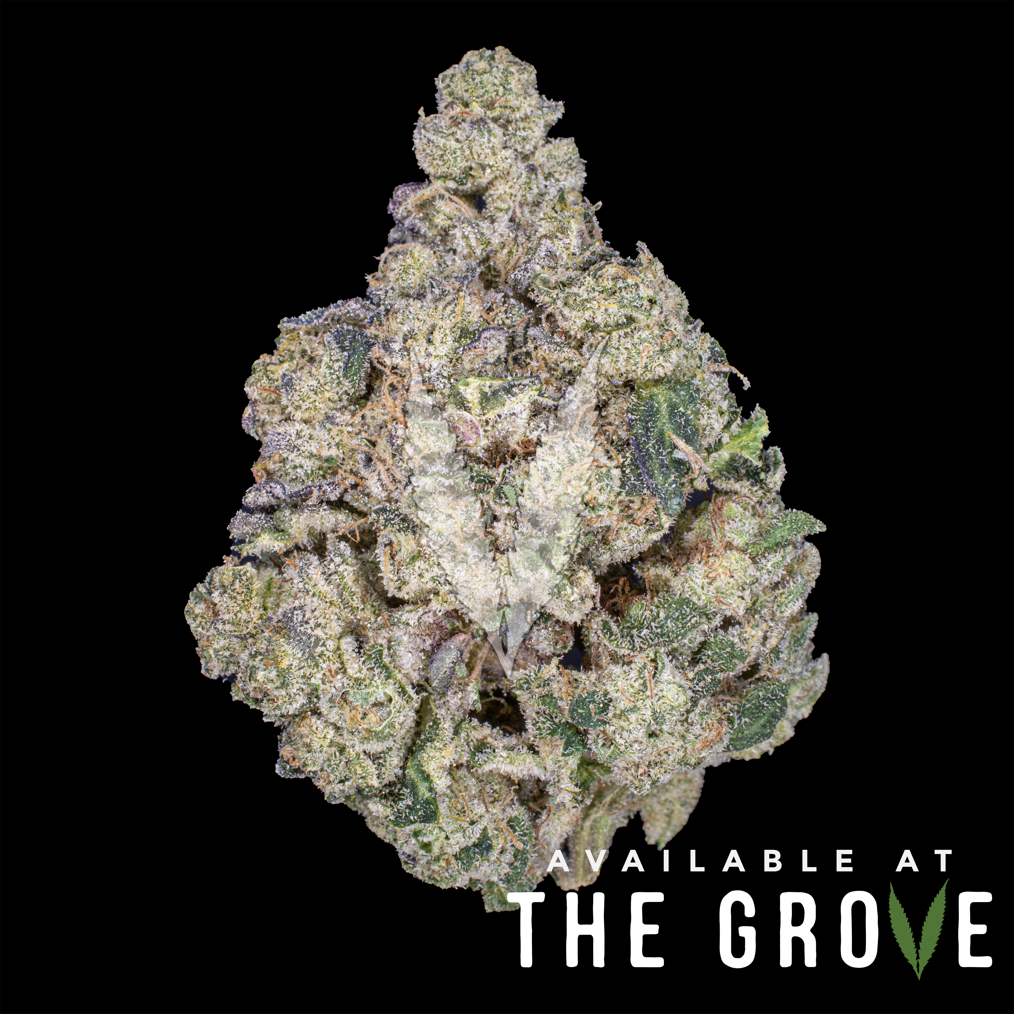 Photograph of Product: Pearl Pharma | Sour Cheese 1/8ths - 3.5g
