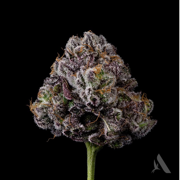 Photograph of product: Hippie Crasher Flower T29.00% I 00583 (AU) - 3.5g