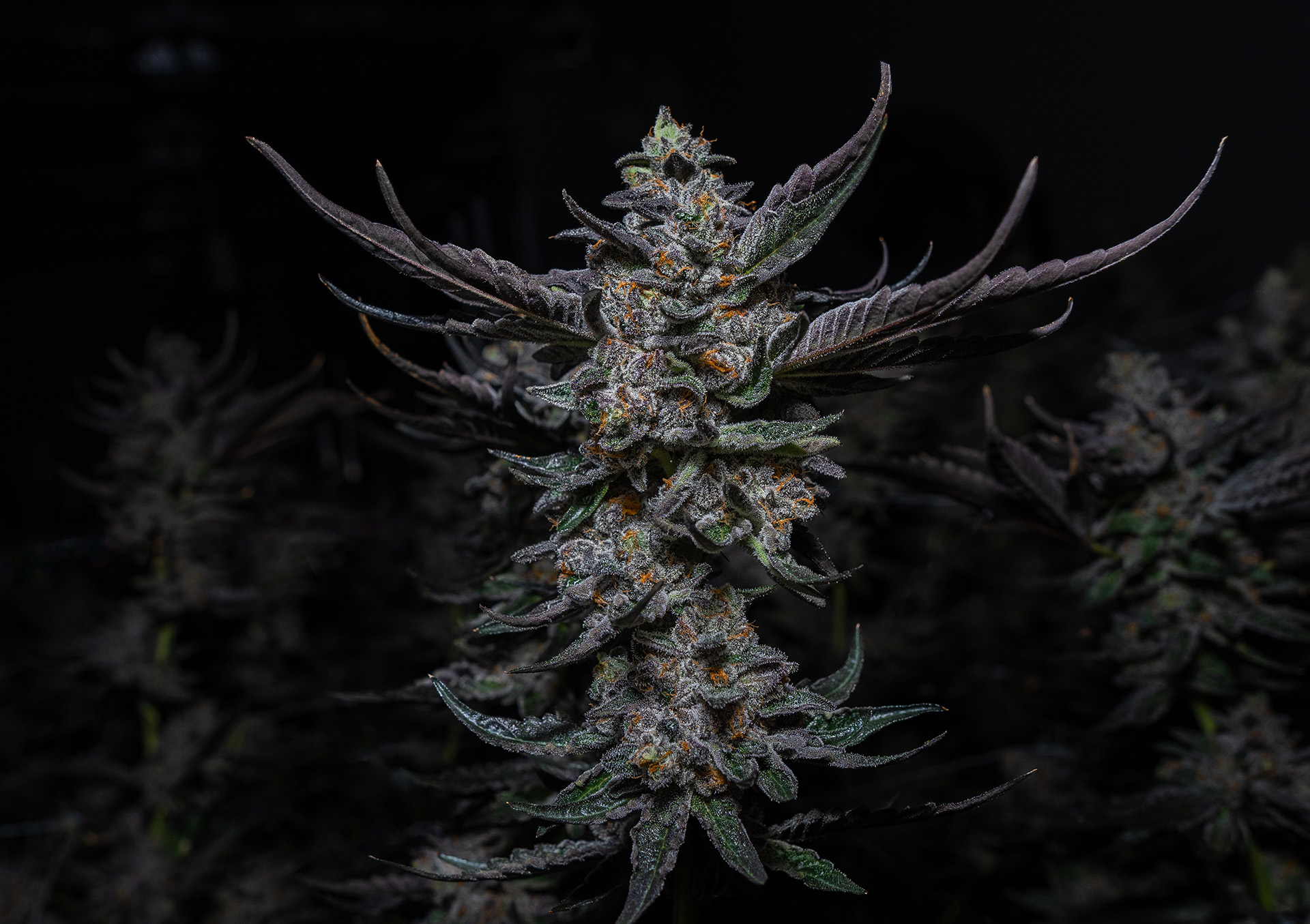 Photograph of product: Coka Preroll