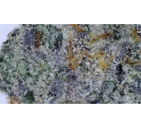 Photograph of product: Gary Payton - FLOWER - 1g