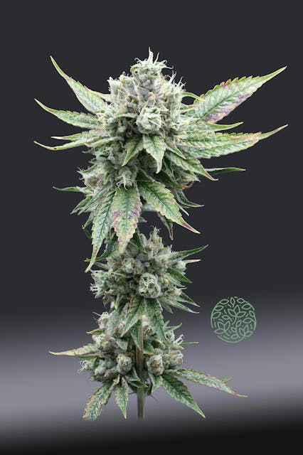 Photograph of product: CAM's LA Kush | 14g Flower
