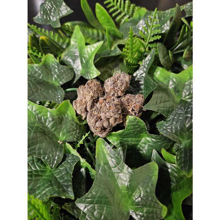 Photograph of product: Gruntzles - Indoor Flower - Koru - Harvested: 5/3/25 - 1g