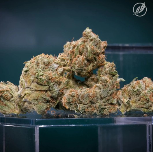 Photograph of product: Tropical Haze Flower 3.5g T21.93% H C0020025216