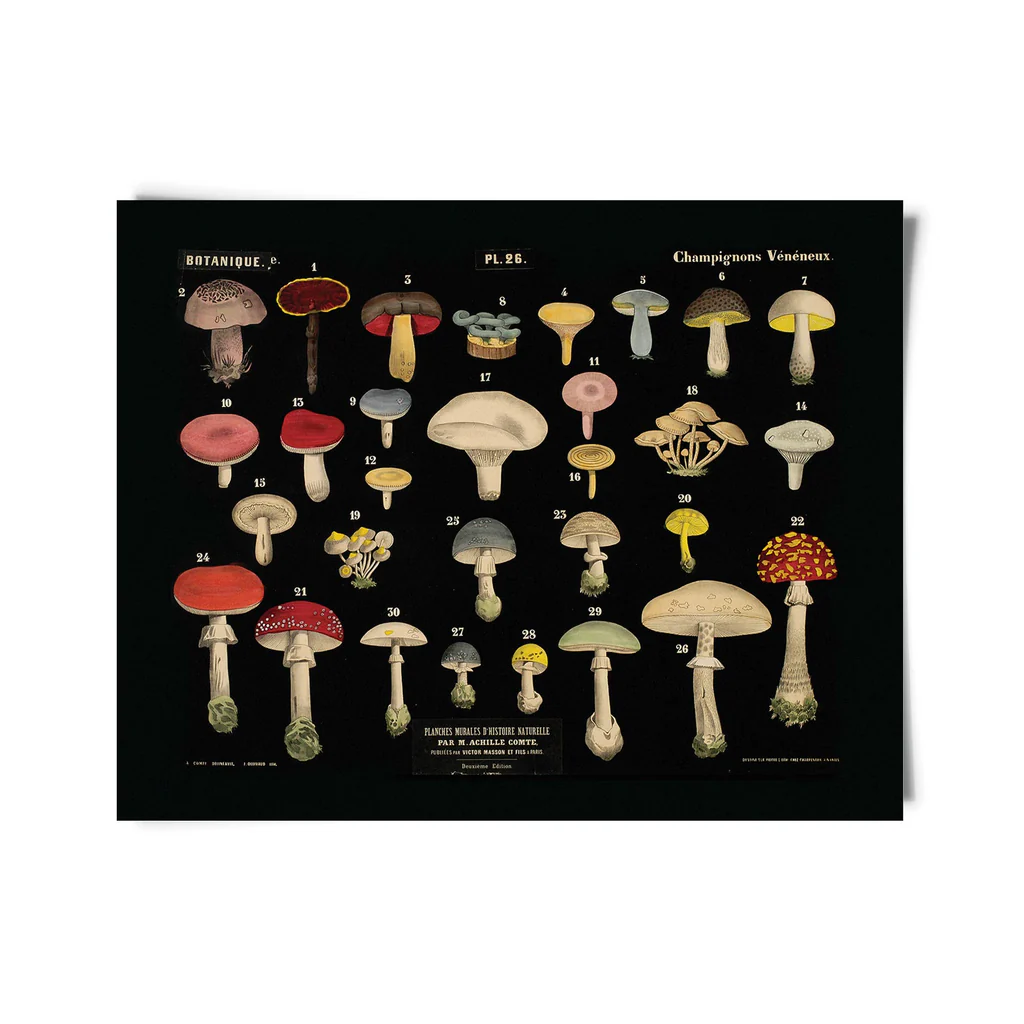 Photograph of product: Curious I Vintage Black Mushroom Print I 14x11