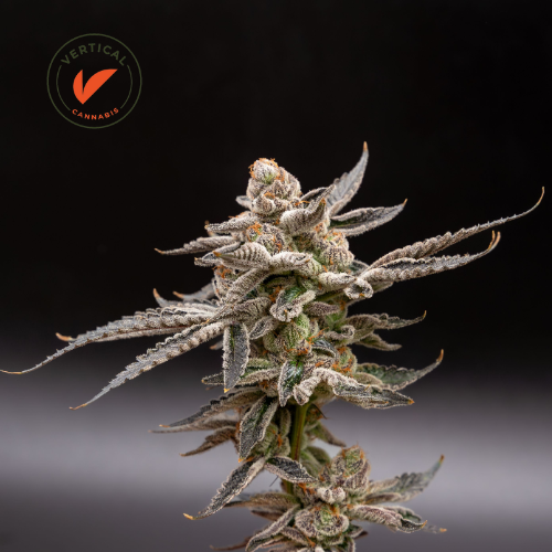 Photograph of product: VERTICAL | JOKERZ CANDY | FLOWER | 7G | I/S