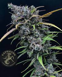 Photograph of product: Dark Queen (25.93%) - Kaprikorn - 28g