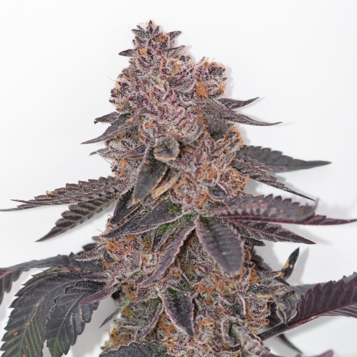 Photograph of product: Pink Gasoline | 3.5g Jar