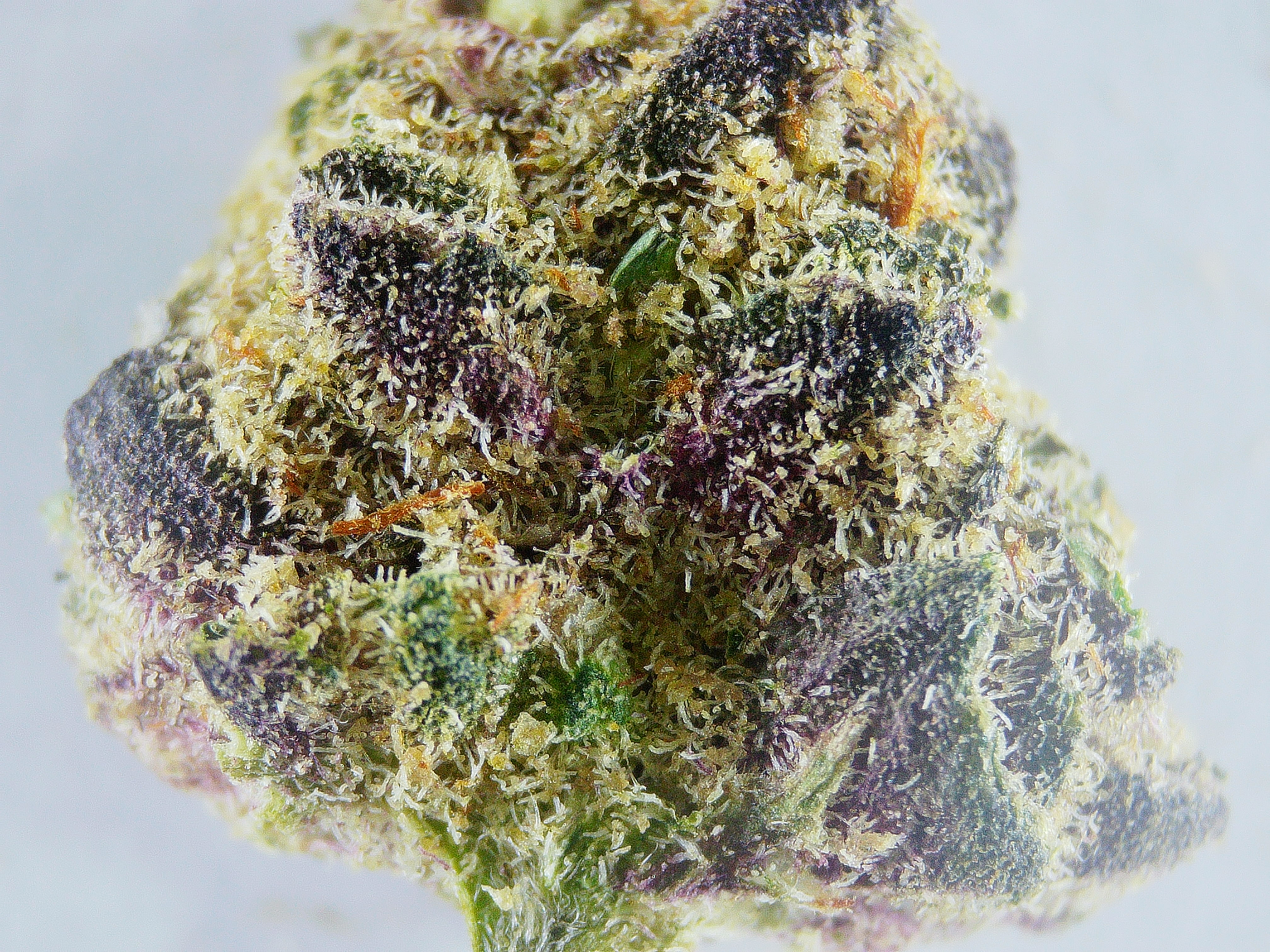 Photograph of Product: Satori Gorilla Glue Smalls 1/8th - 3.5g