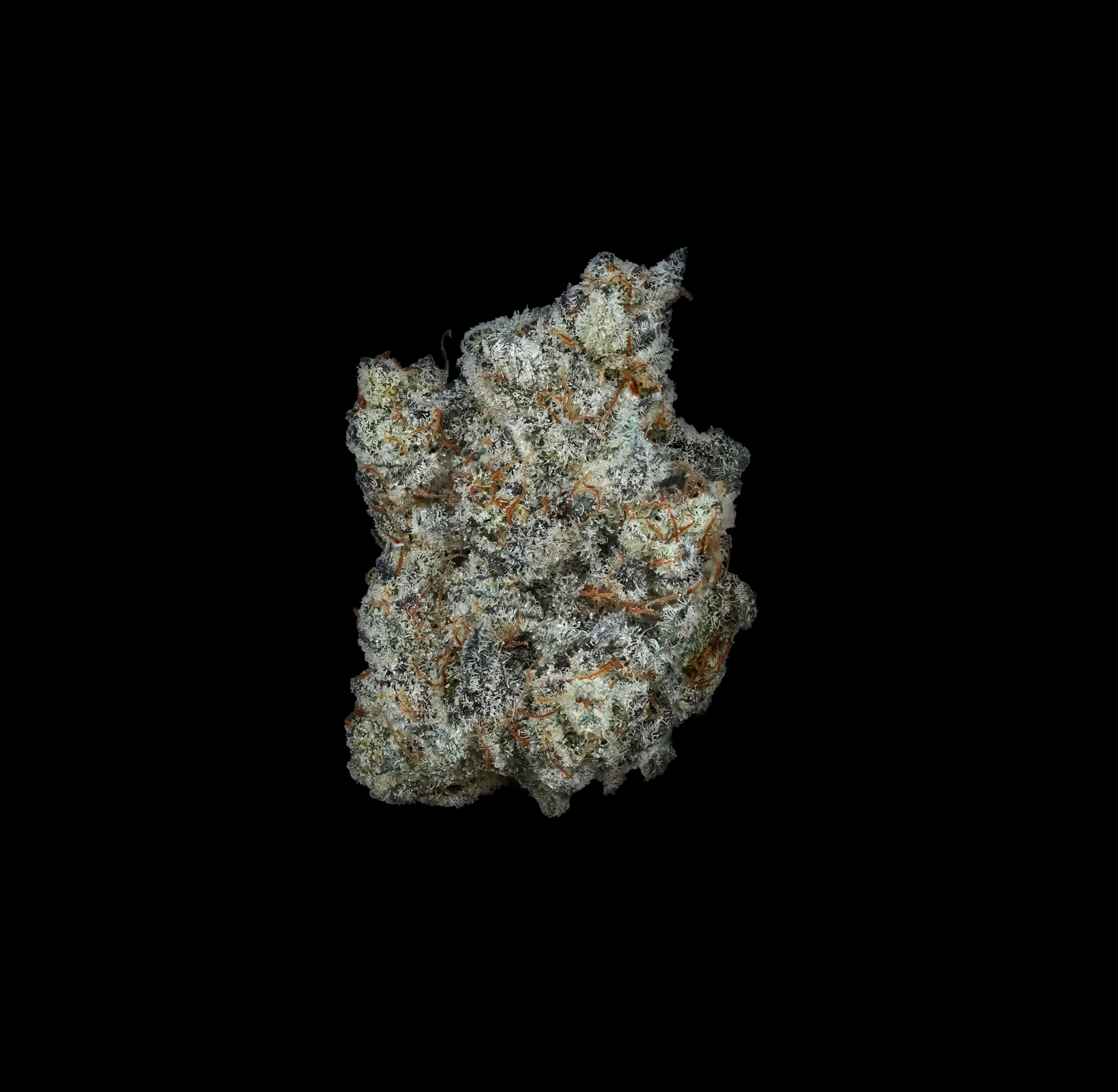 Photograph of product: (BULK) Bahama Mama (Sky) - Oui'd - 28g