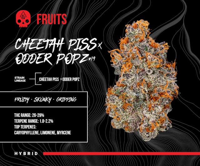 Photograph of product: Cheetah Piss x Odder Pops #19 (3.5G) - 