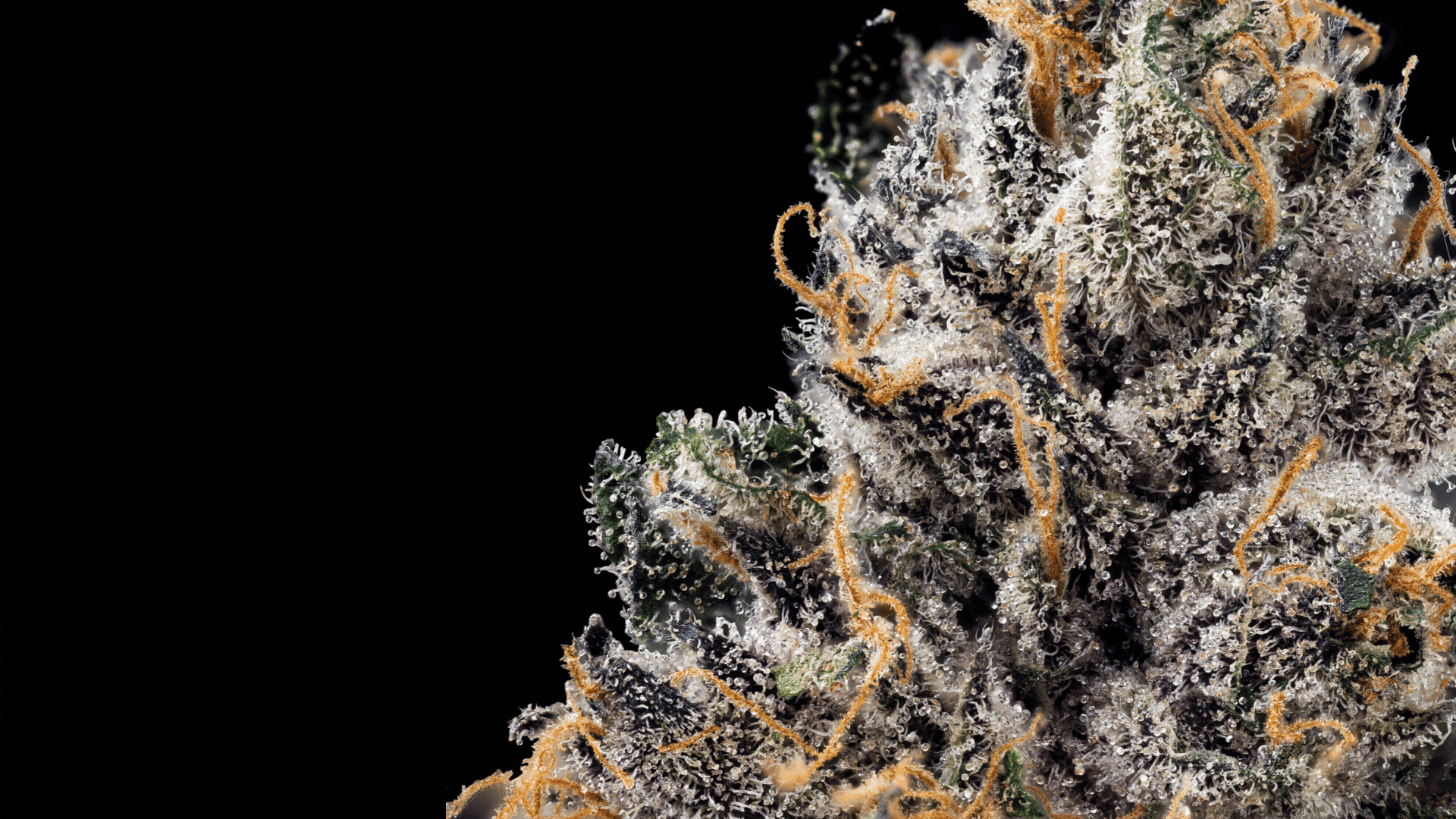 Photograph of product: Highmark Provisions | Jokerz Candy | 3.5g