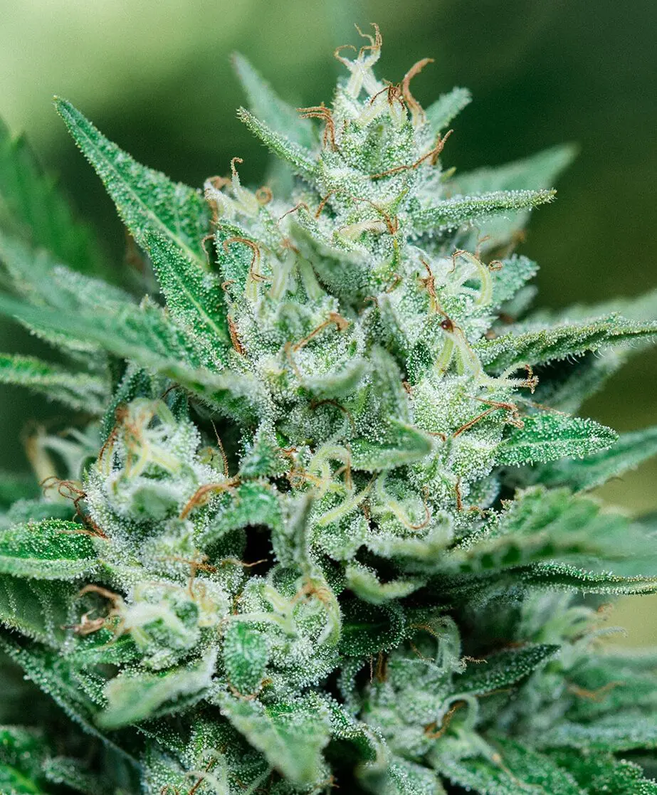 Photograph of product: Papa Smurf | 3.5g