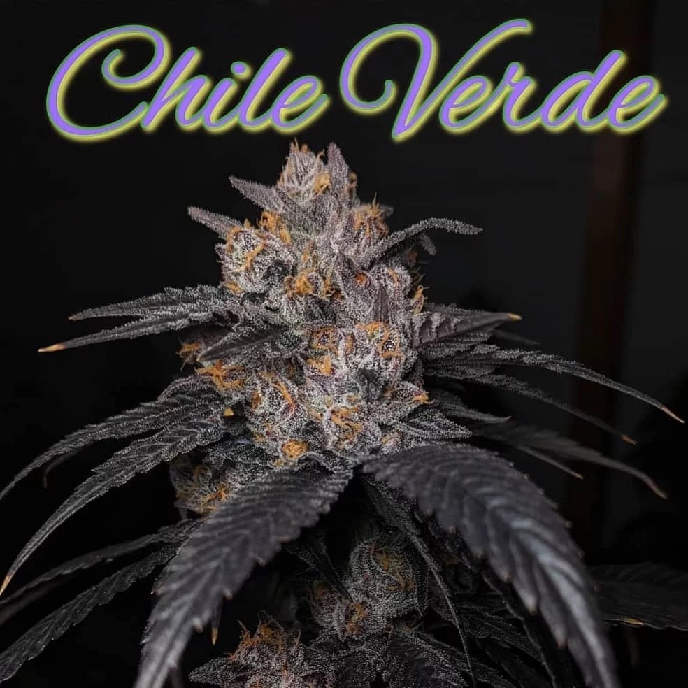 Photograph of product: Evergreen Cultivation - Chili Verde - Preground - 28g