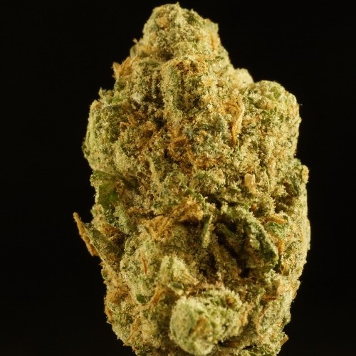 Photograph of product: Special Shelf - Lemon Cherry Gelato (S) - 28g