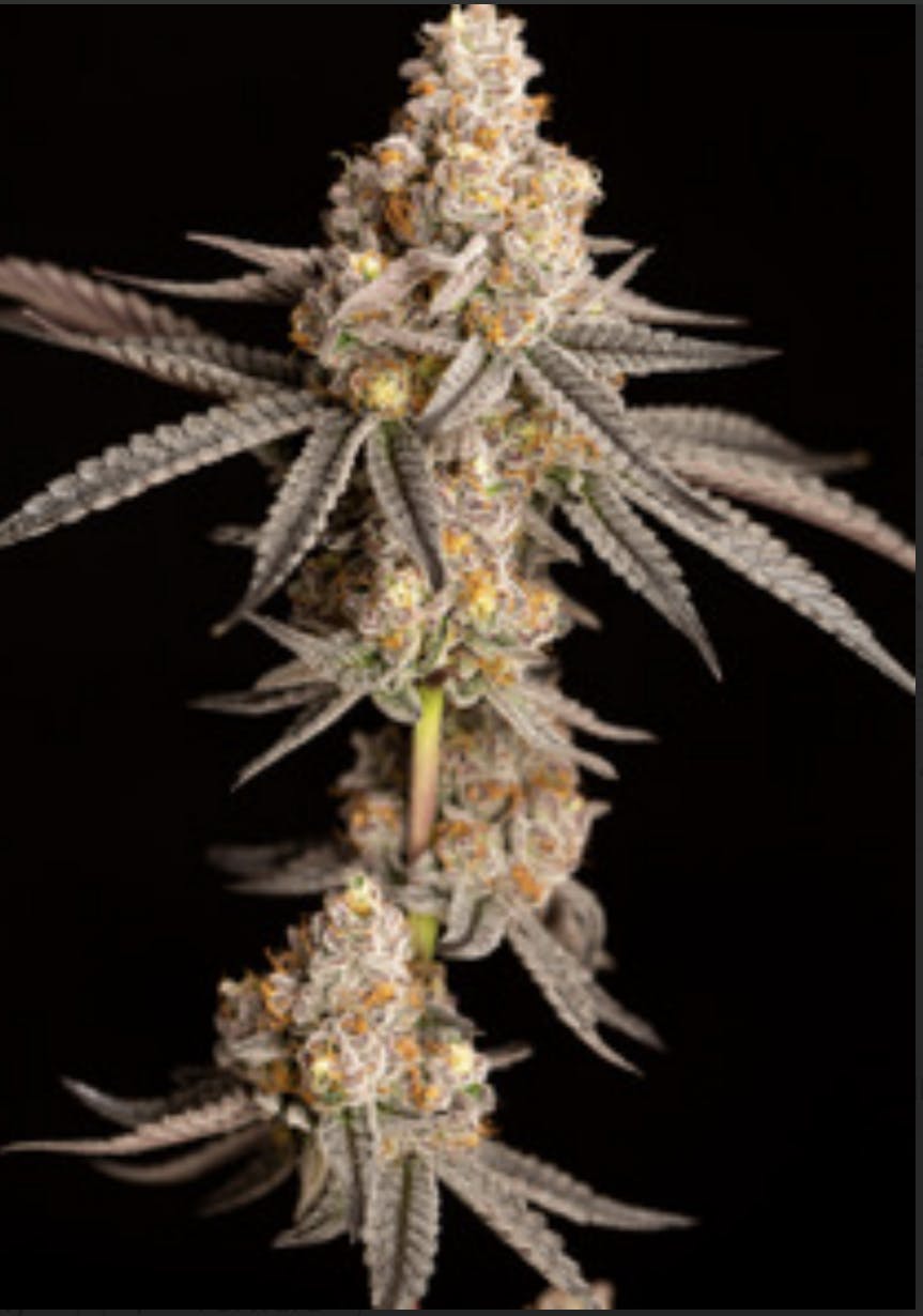 Photograph of product: Cape Cod Grow Lab | Alien Marker 3.5g Flower