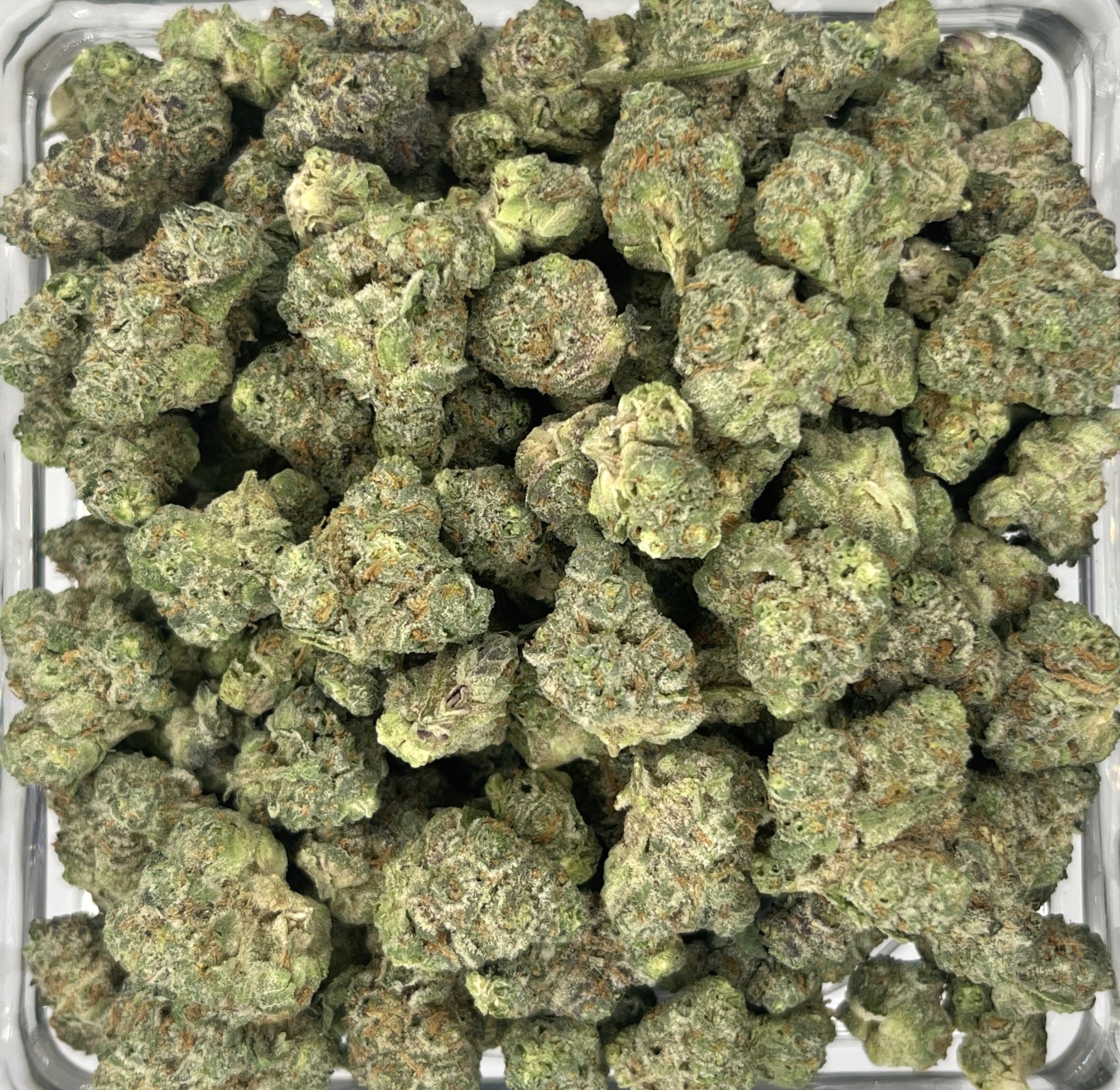Photograph of product: CC Animal Sorbet Kush Mints - 28g