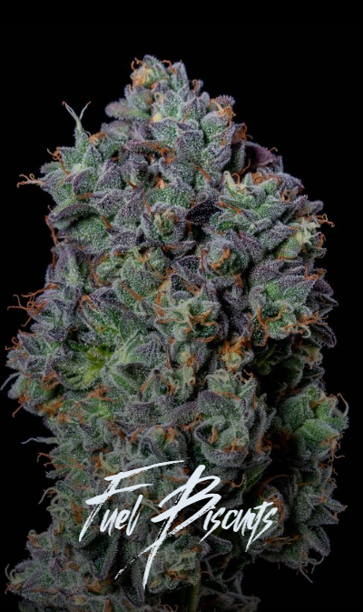 Photograph of product: Fuel Biscuits - 1g & 3.5g