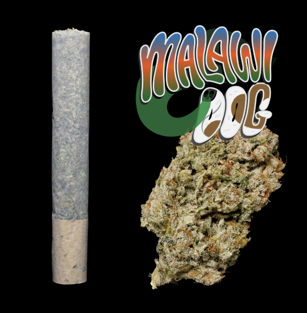 Photograph of product: PRJ Single | Malawi Dog