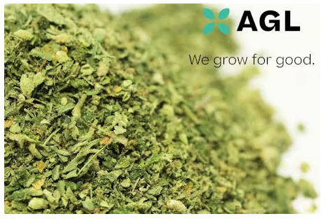 Photograph of product: AGL Outta My Head Select Grind Flower 19.14% (H) 7g - 00876