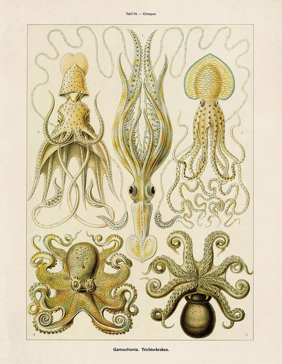 Photograph of product: Curious I Vintage Octopus Print I 11X14