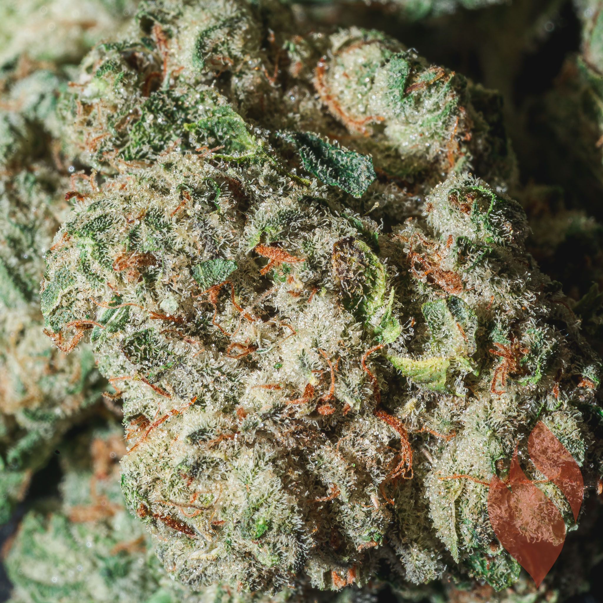 Photograph of product: Flower | rythm | Jet Fuel OG - 3.5g