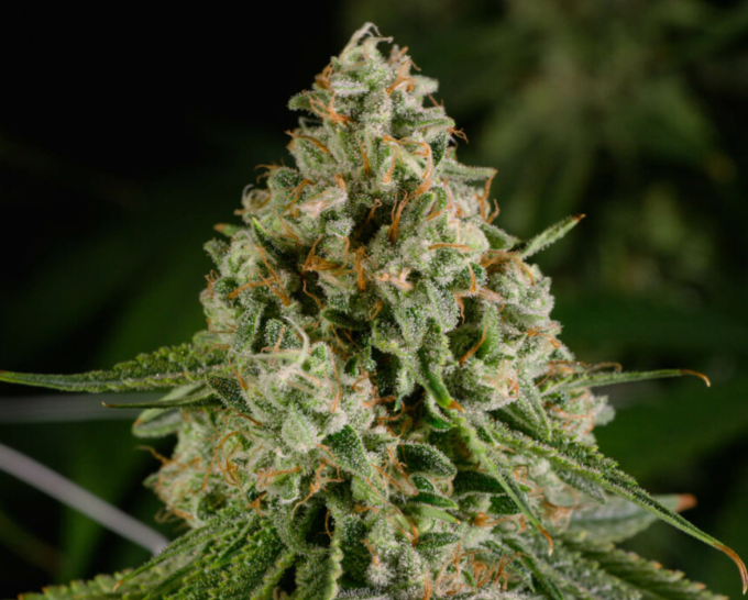 Photograph of product: AGL 7g Durban Z (S) 00797
