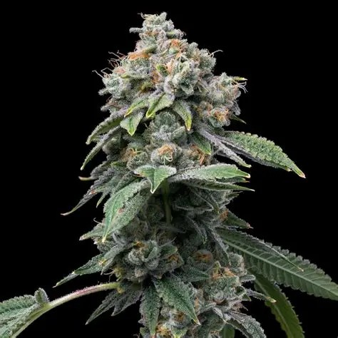 Photograph of product: Motorbreath - Organic - 3.5g flower