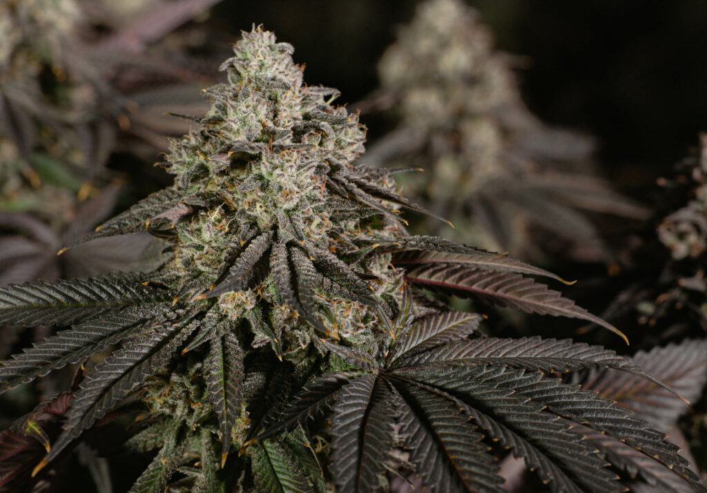 Photograph of product: Bubba F Flower T27.85 (1-00554) - 3.5g