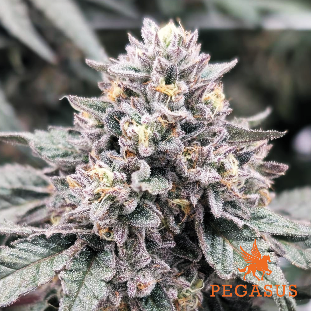 Photograph of product: Khalimintz | Deli - 1g