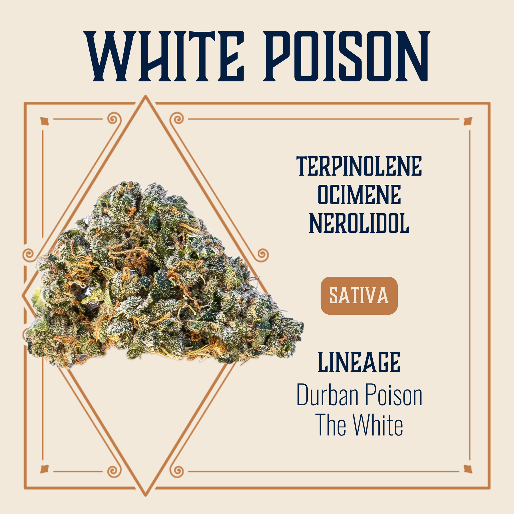Photograph of product: White Poison Flower | 3.5g