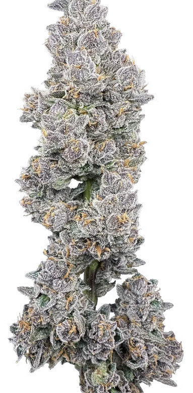Photograph of product: Mystery Made II Buds - 3.5g