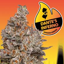 Photograph of product: (GG) Dante's Inferno 3.5g-I