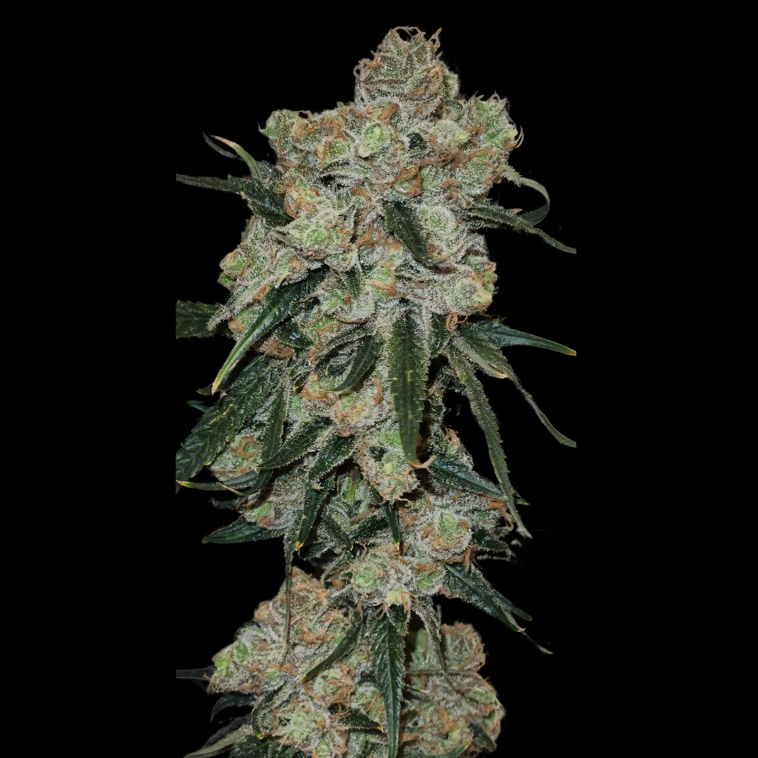 Photograph of product: OMG | Honey Bananas | 3.5g