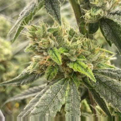 Photograph of product: Black Garlic Buds - 3.5g