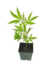 Photograph of product: CANDY RUNTZ CLONES