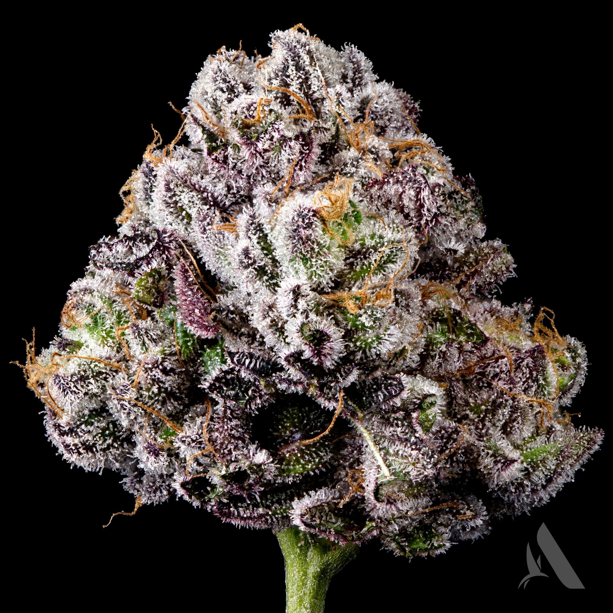 Photograph of product: Hippie Crasher Flower T20.09% I 00256 - 3.5g