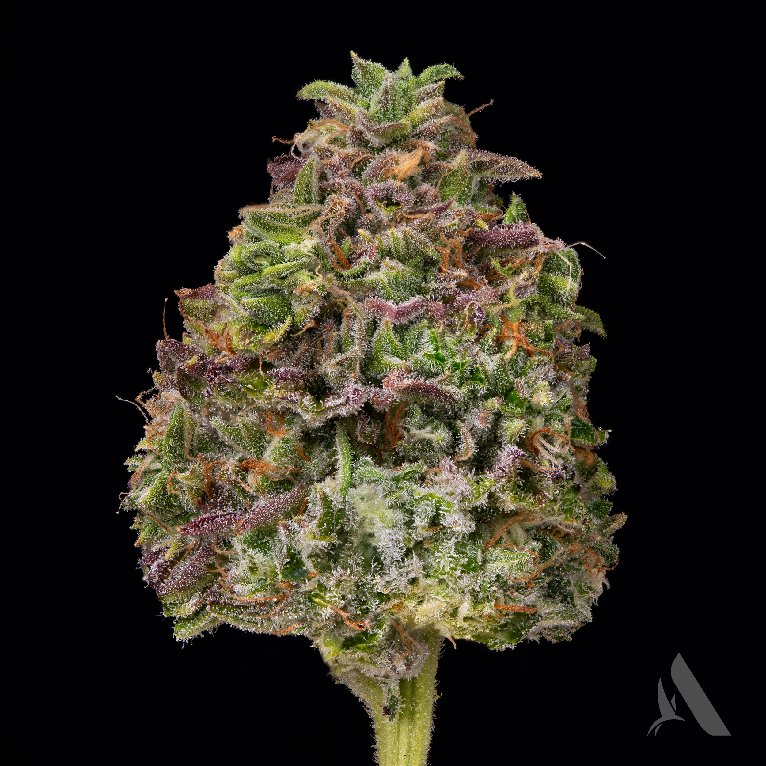 Photograph of product: Affinity Bachelor Party Whole Flower 24.33% (H) 3.5g - 00470