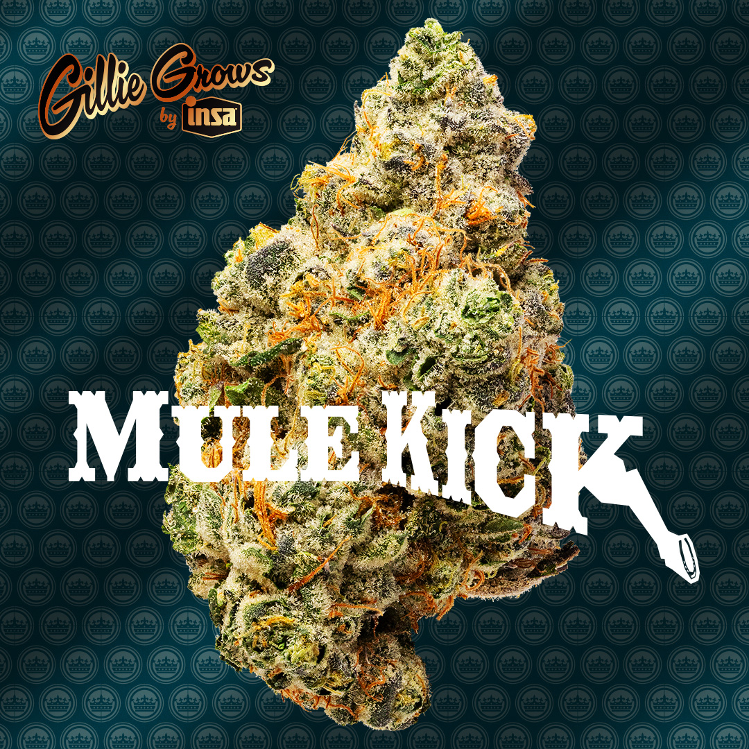 Photograph of product: Gillie Grows by Insa Mule Kick 3.5g