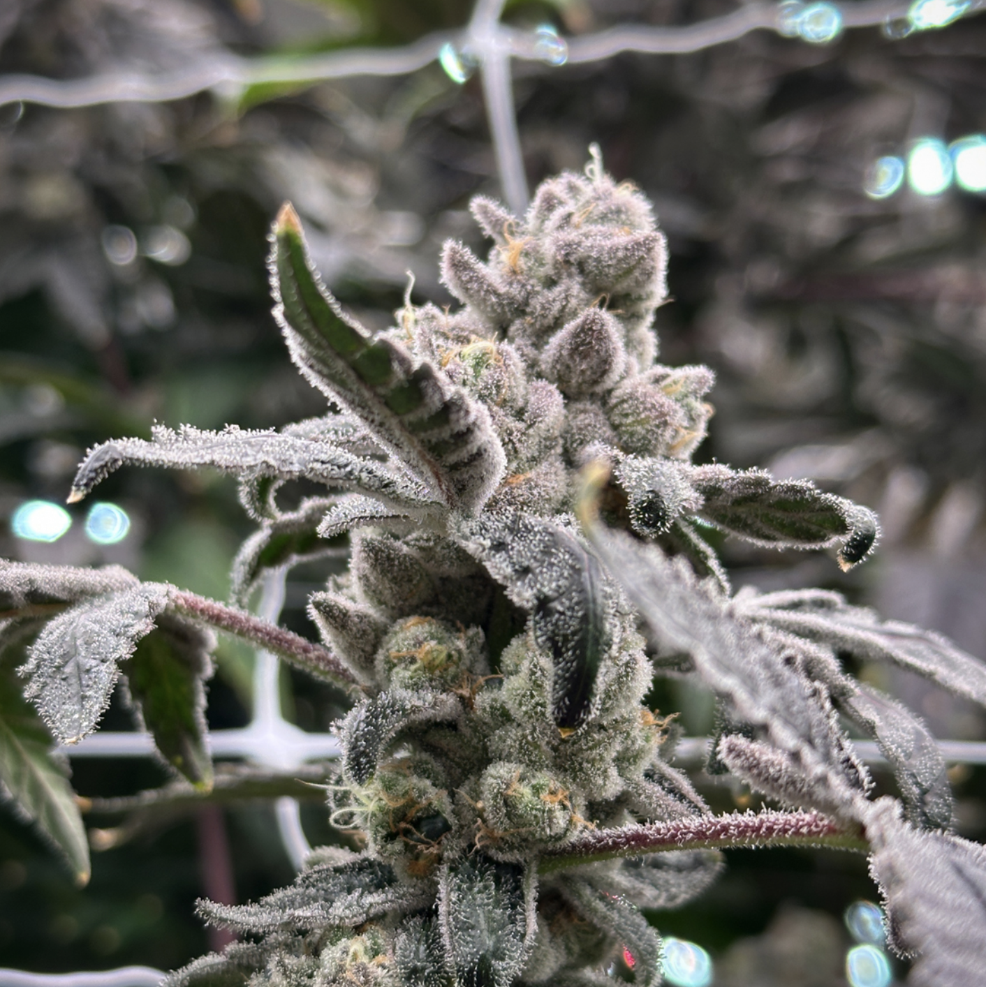 Photograph of product: High Grass Premium Flower 3.5g- Dulce De Uva