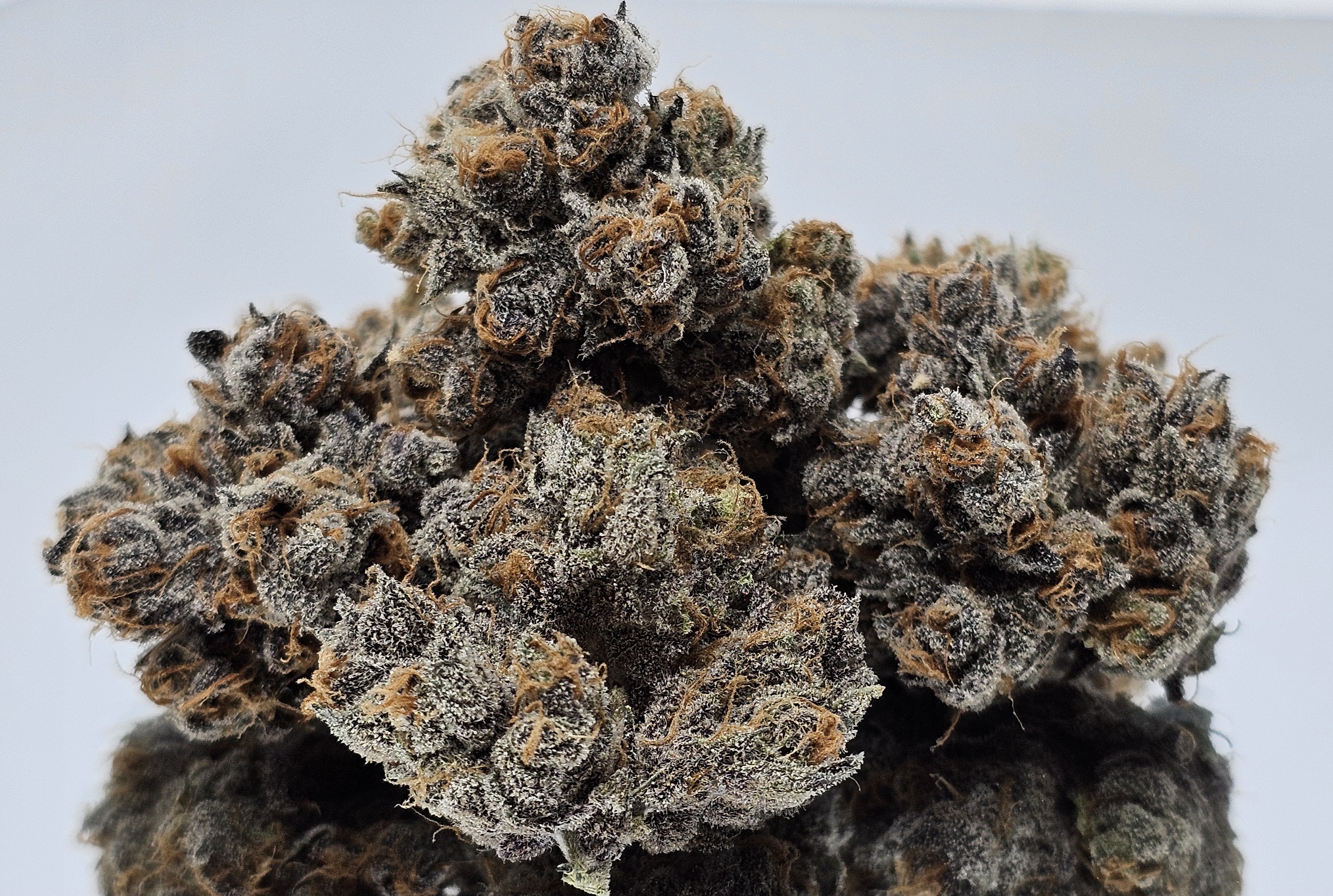 Photograph of product: Dr. Who [DOH] - by Doghouse - 1g