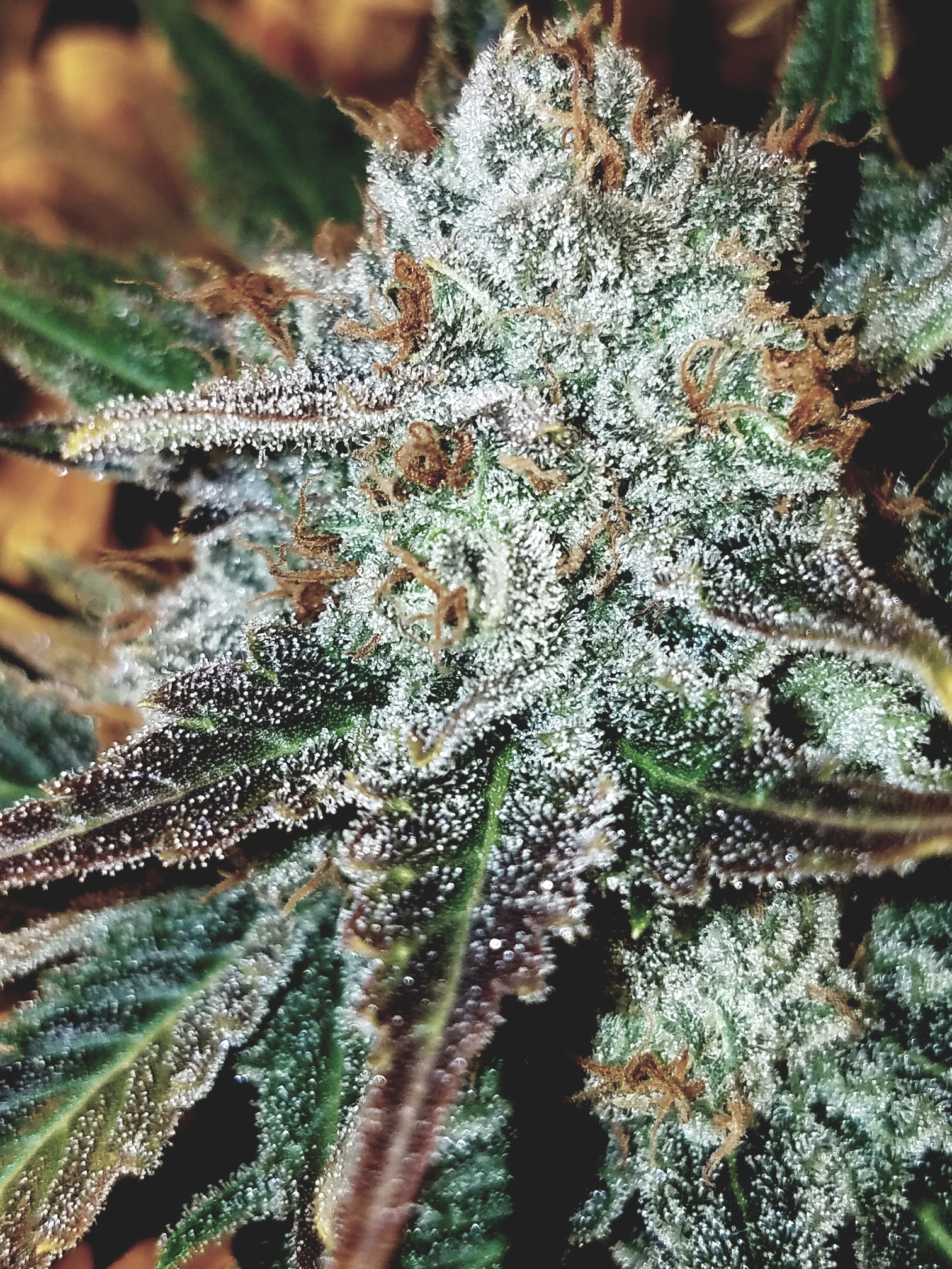 Photograph of product: Platinum Bubba Kush 1/8 Prepack - 3.5g