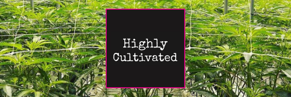 Photograph of product: CD HIGHLY CULTIVATED | Fire OG ($40 8th) - 28g