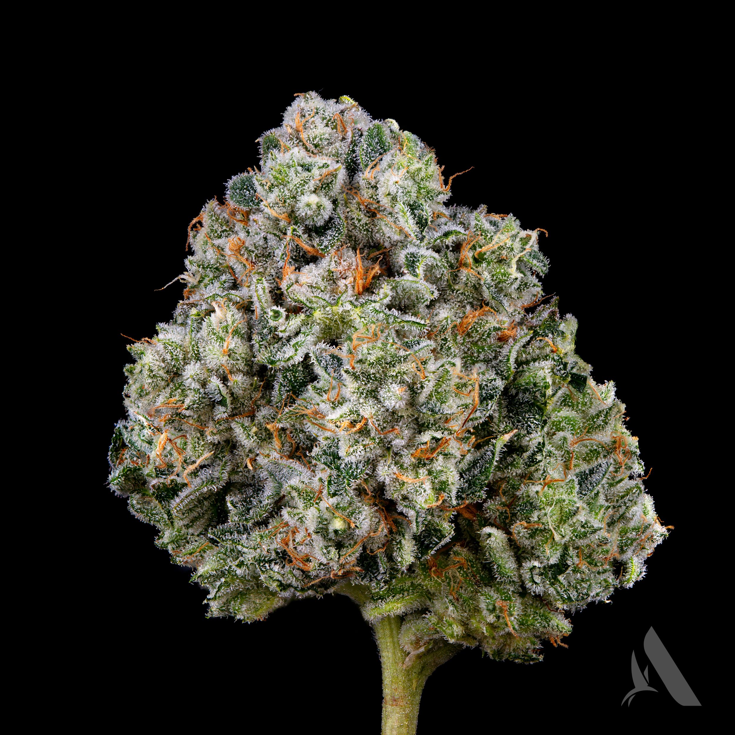 Photograph of product: Sunshine Daydream Flower 3.5g T25.76% I C0090000438
