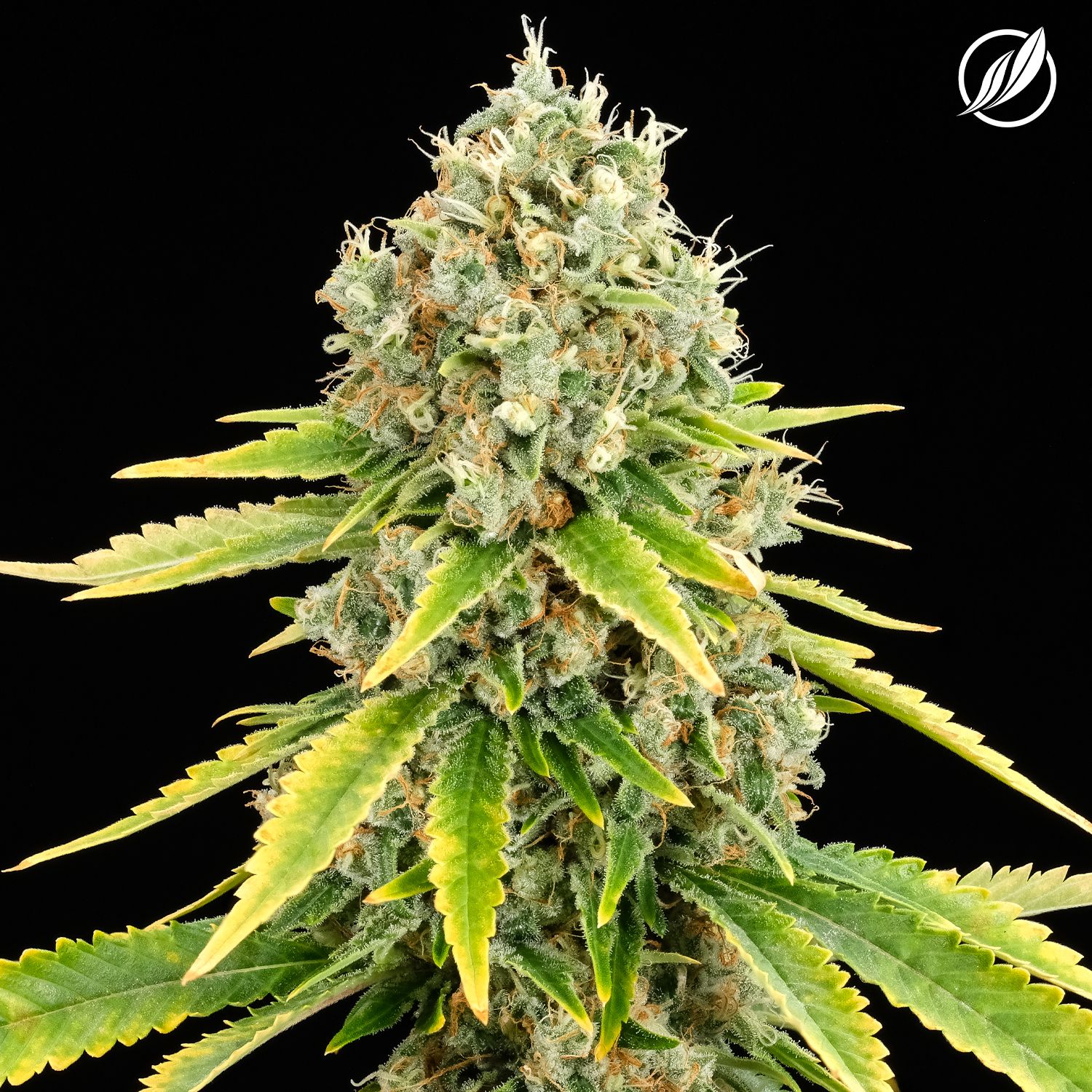 Photograph of product: Sour Sunrise Flower S 25147 (3.5g)