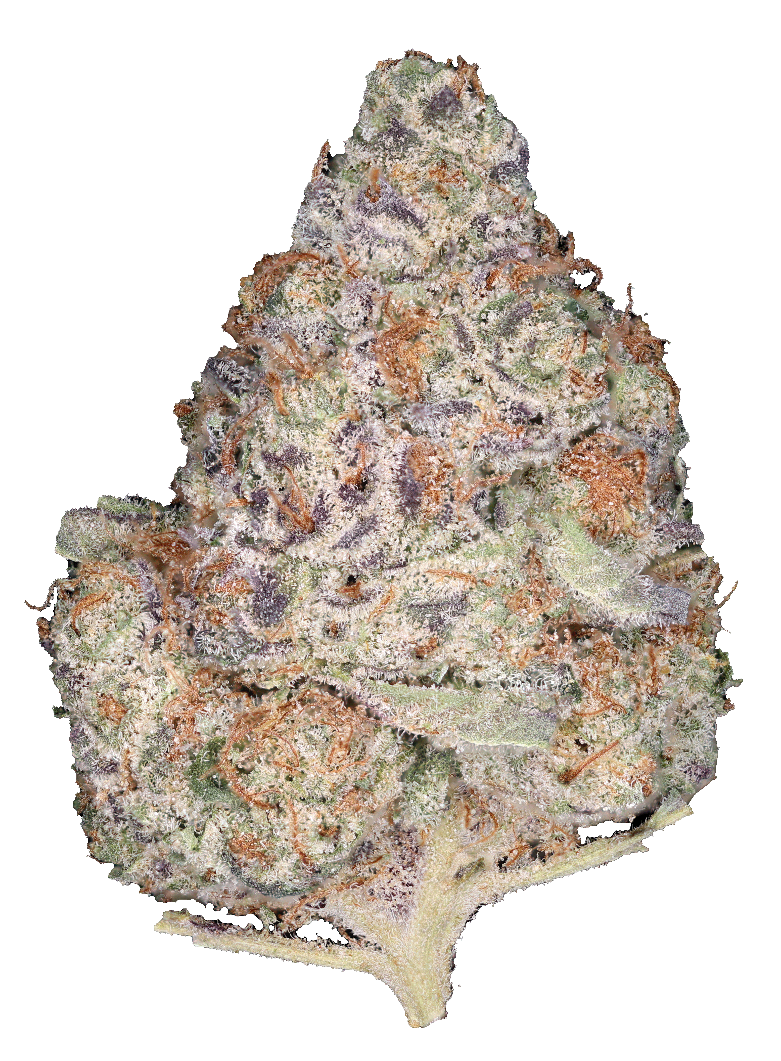 Photograph of product: Apple Fritter - 3.5g