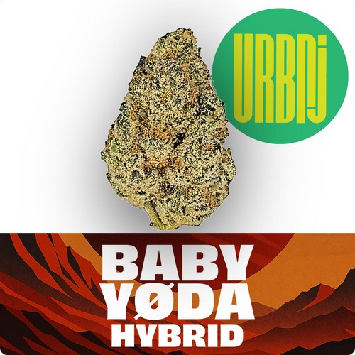 Photograph of product: URBNJ - Baby Yoda 2g Flower